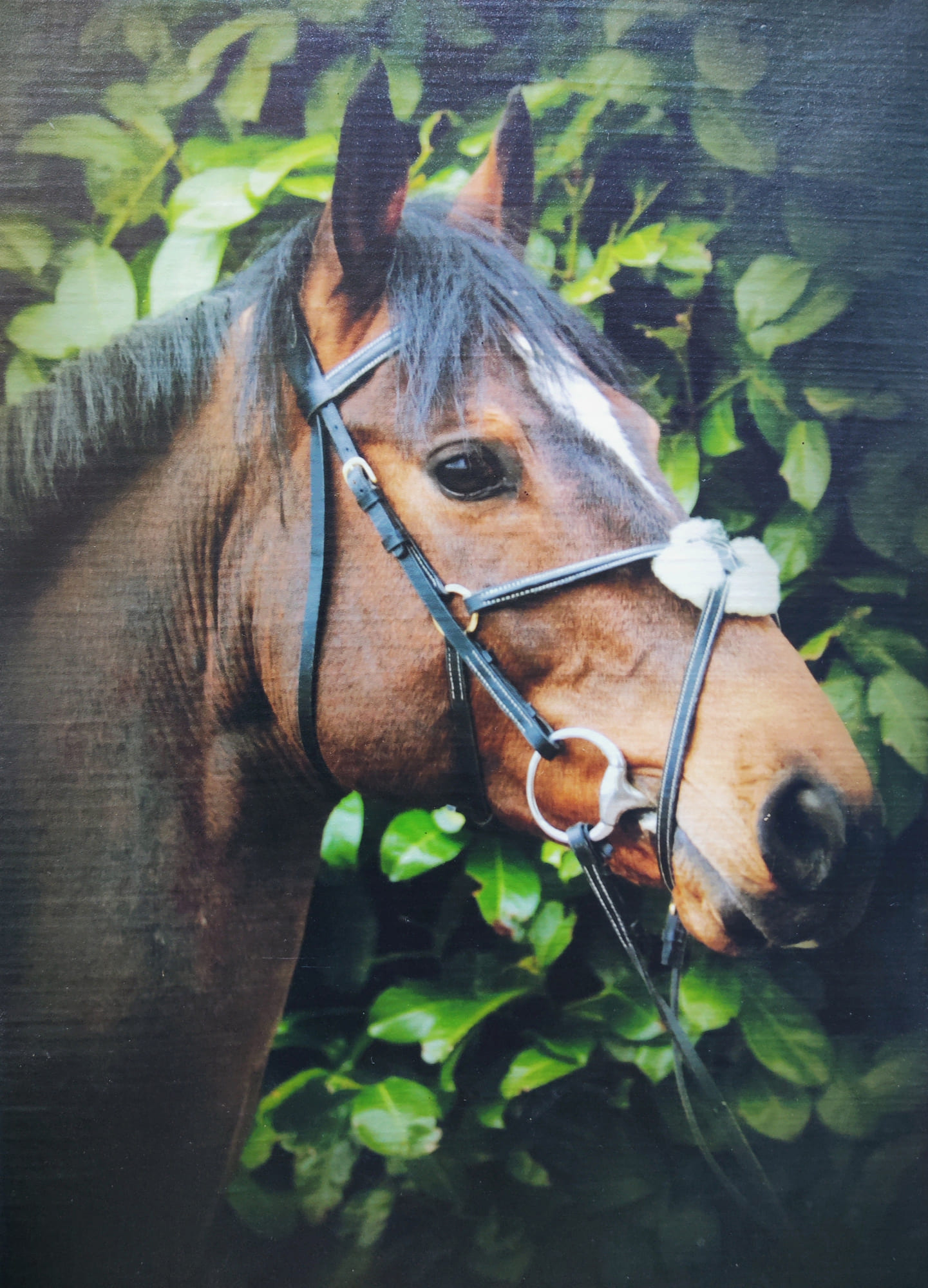 Quickfire de Ferann
